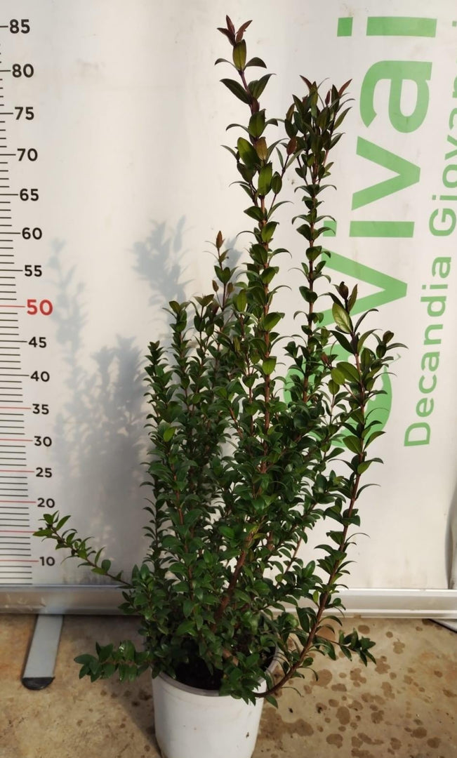 50 Piante di Mirto V18 H 40/50 cm – Myrtus Communis – Siepe Aromatica Sempreverd