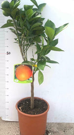Carica immagine nel visualizzatore Galleria, PIANTA DI ARANCIO innesto basso in vaso 20 (foto reali)