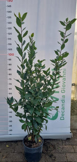 Carica immagine nel visualizzatore Galleria, 50 Piante di Alloro Vaso 18 H 130/150 cm – Laurus Nobilis – Siepe Sempreverde