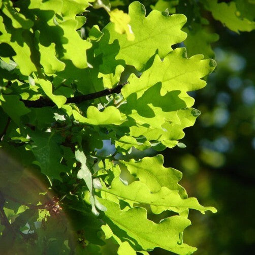 PIANTA DI QUERCUS PETRAEA IN VASO 18 CM (foto reale) ROVERE