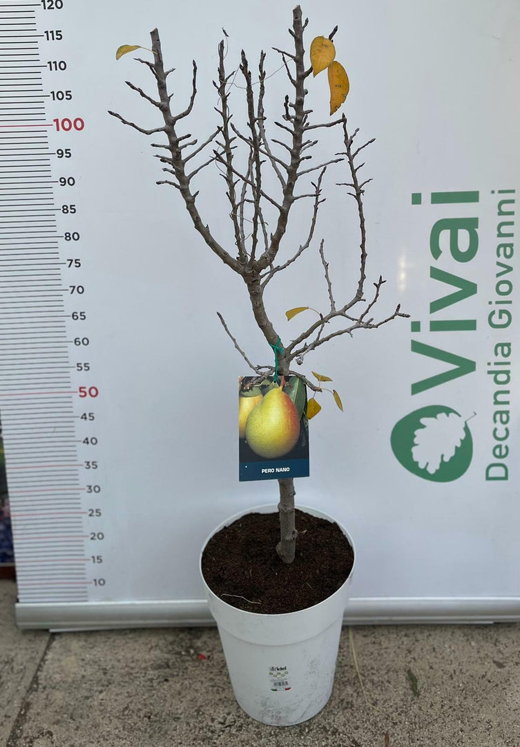 PIANTA DA FRUTTO PESCO NANO in vaso bianco (foto reali)