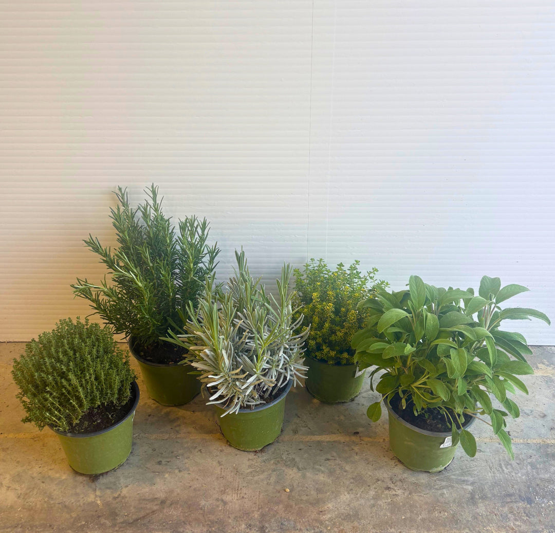 PIANTE AROMATICHE BIO *LAVANDA, ROSMARINO, SALVIA, TIMO* in vaso 14 (foto reali)