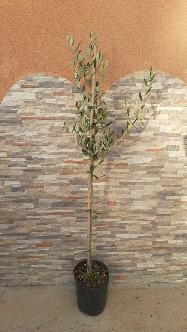 PIANTA DI ULIVO MORAIOLO in vaso 20/fitocella età 2/3 anni (foto reali)