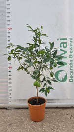 Carica immagine nel visualizzatore Galleria, Pianta di LEMONQUAT  in vaso 20 cm altezza cm 70/80 CM