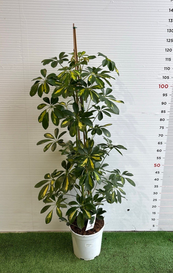 PIANTA DI SCHEFFLERA O PIANTA OMBRELLO V. 21 ( foto reale) pianta da interno