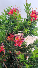 Carica immagine nel visualizzatore Galleria, PIANTA DI GREVILLEA JUNIPERINA PALLA VASO 17 CM (foto reale)