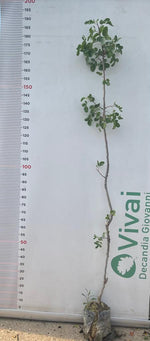 Carica immagine nel visualizzatore Galleria, 3 Piante di Pistacchio AEGINA (2 Femmina + 1 Maschio) Innesto 4 Anni – Fitocella
