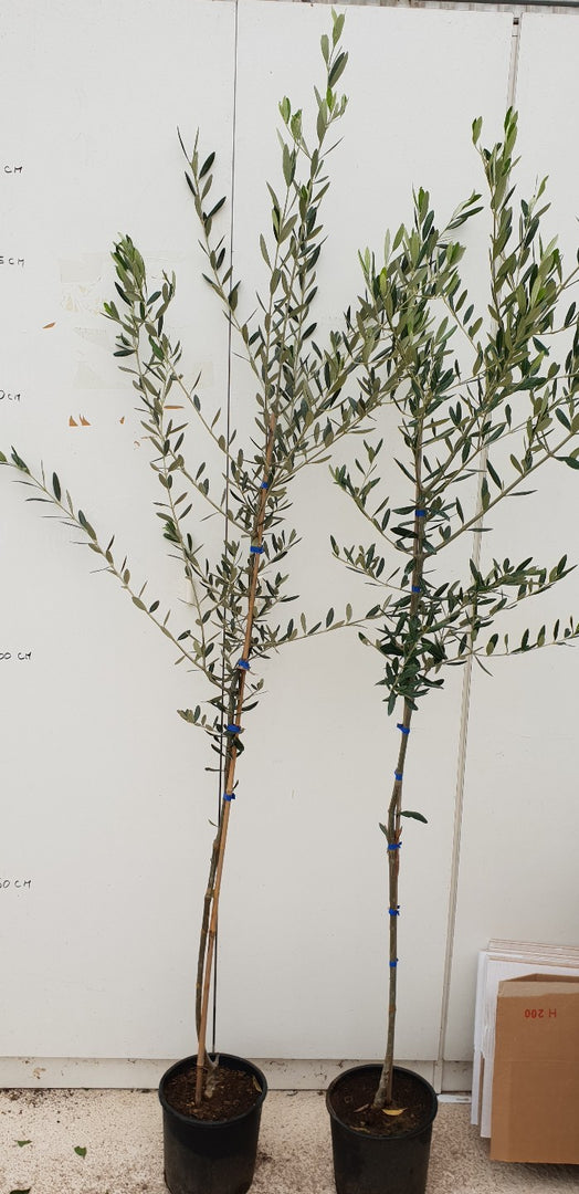 PIANTA DI ULIVO NOCELLARA DEL BELICE da mensa in vaso 20/fitocella età 2/3 anni