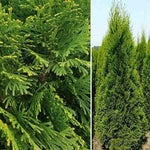 Carica immagine nel visualizzatore Galleria, PIANTA DI THUJA PYRAMIDALIS AUREA VASO CLT 25 H.125/150 CM (foto reale) PIRAMIDE