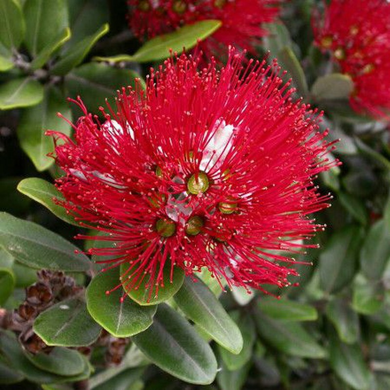 PIANTA DI METROSIDEROS EXCELSA IN VASO 30 altezza cm 150/160 cm