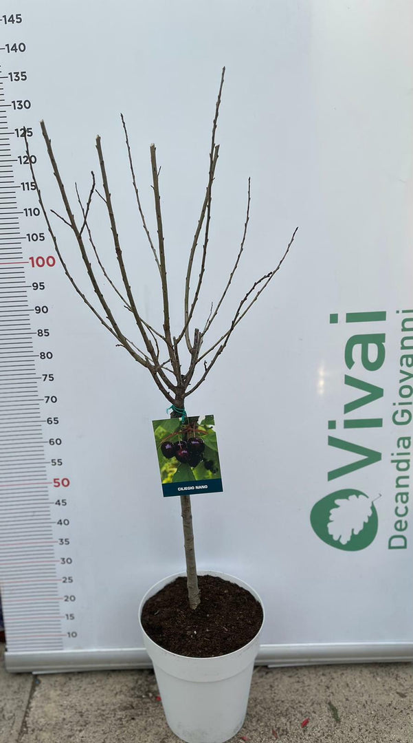 PIANTA DA FRUTTO CILIEGIO NANO in vaso bianco (foto reali)