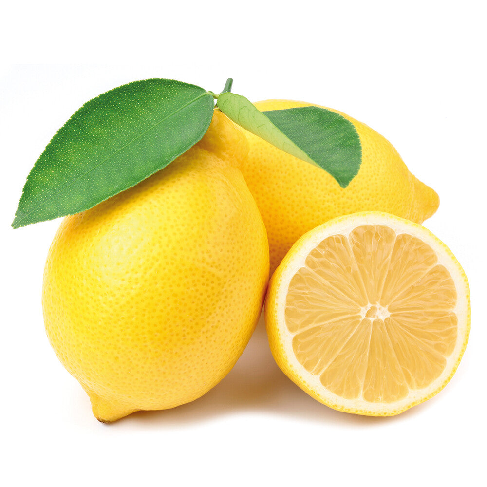 PIANTA DI LIMONE LUNARIO IN VASO BIANCO 110/120 con frutto