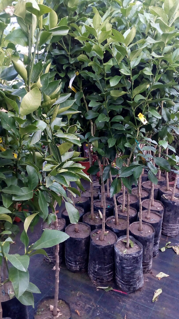 PIANTA DI CEDRO (Citrus Medica) in vaso 24 - età 3/4 anni (foto reali)