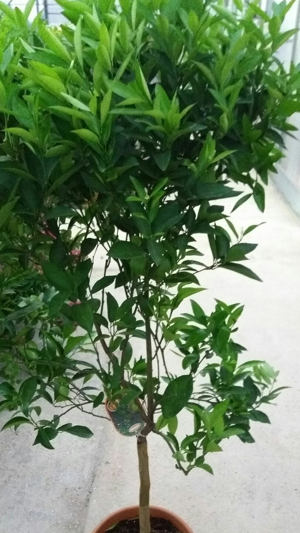 PIANTA DI CLEMENTINO in vaso 24 - età 3/4 anni