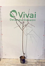 Carica immagine nel visualizzatore Galleria, N. 20 PORTAINNESTO GF677 in vaso 20 età 2/3 anni (foto reali)