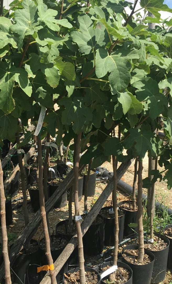 PIANTA DA FRUTTO FICO a radice nuda - varietà a scelta età 2 anni foto reali