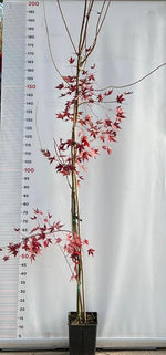 Carica immagine nel visualizzatore Galleria, PIANTA DI ACER PALMATUM  IN VASO 16X16 CM ALTEZZA 180/200 CM  (foto reali)