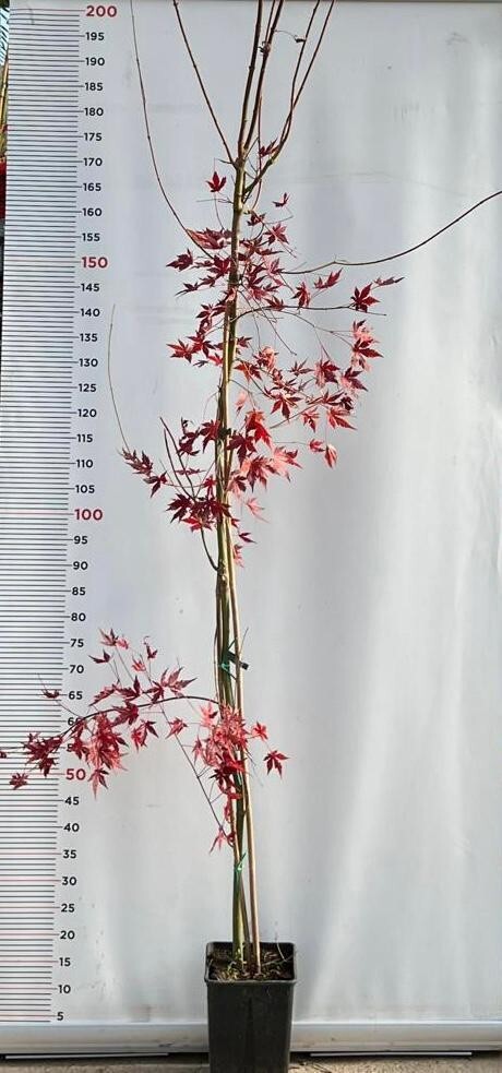 PIANTA DI ACER PALMATUM  IN VASO 16X16 CM ALTEZZA 180/200 CM  (foto reali)