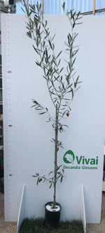 Carica immagine nel visualizzatore Galleria, PIANTA DI ULIVO CORATINA anni 2 altezza 170/180 cm in vaso 20 cm
