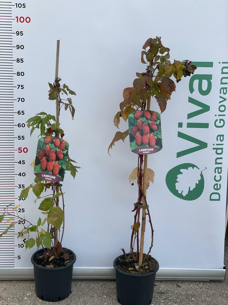 PIANTA DI LAMPONE ROSSO in vaso 16/18 (foto reali)