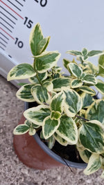 Carica immagine nel visualizzatore Galleria, PIANTA DI VINCA MINOR VARIEGATA VASO 17 CM