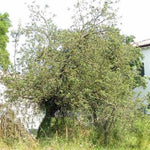 Carica immagine nel visualizzatore Galleria, PIANTA DI MALUS SYLVESTRIS IN VASO 18 CM (foto reale) MELO SELVATICO