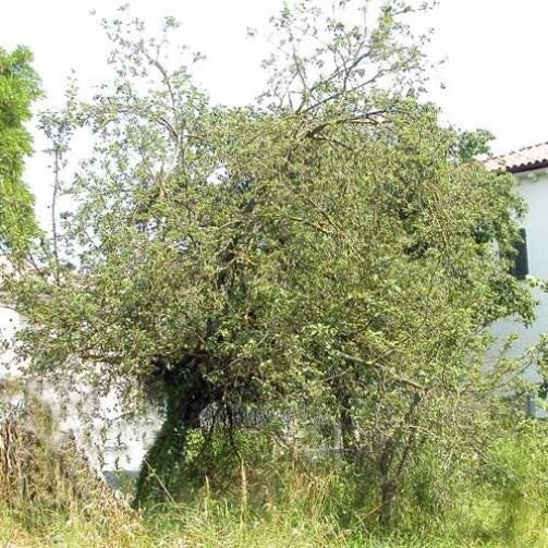 PIANTA DI MALUS SYLVESTRIS IN VASO 18 CM (foto reale) MELO SELVATICO