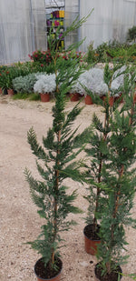 Carica immagine nel visualizzatore Galleria, N. 2 PIANTE DI CUPRESSOCYPARIS LEYLANDII in vaso "siepe" alt. 80/100cm