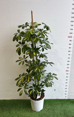 Carica immagine nel visualizzatore Galleria, PIANTA DI SCHEFFLERA O PIANTA OMBRELLO V. 21 ( foto reale) pianta da interno