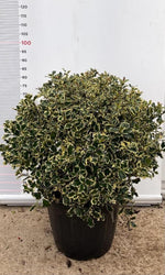 Carica immagine nel visualizzatore Galleria, PIANTA DI AGRIFOGLIO ILEX AQUIFOLIUM ARGENTEOMARGINATA PALLA VASO  CLT 30