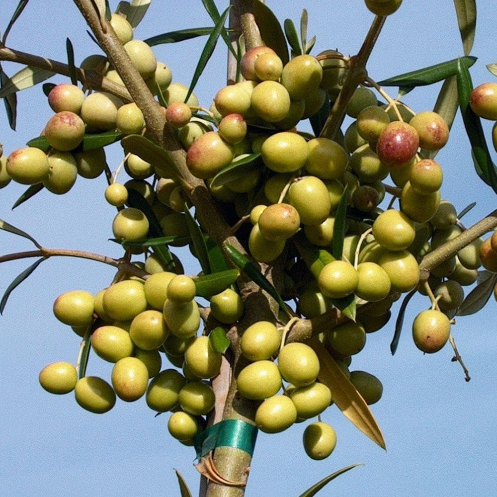 PIANTA DI ULIVO ARBOSANA in vaso 20/fitocella - età 2/3 anni