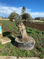 Carica immagine nel visualizzatore Galleria, Albero di Ulivo  Secolare FOTO REALI ritiro in zona Altamura (BA)