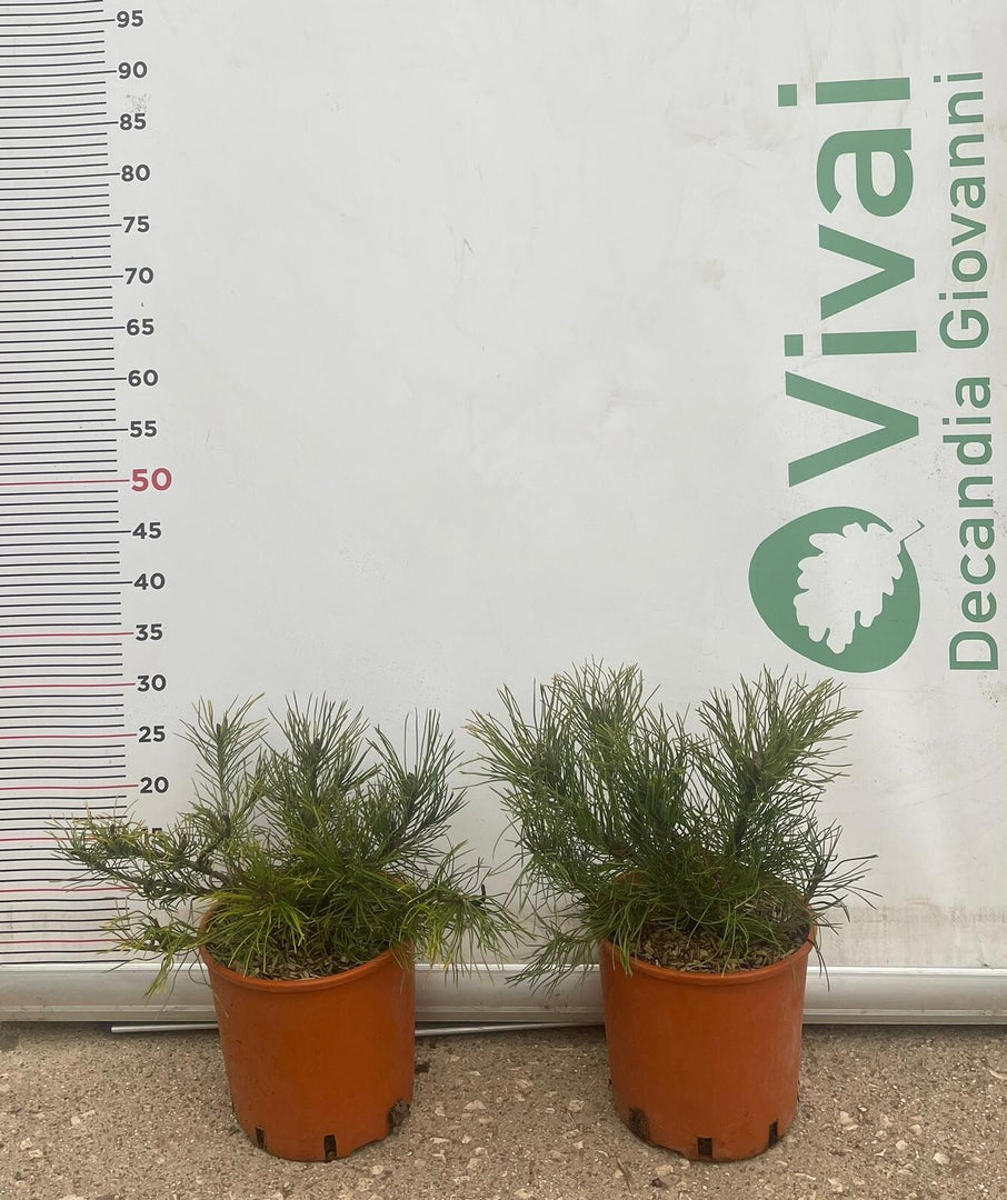 PIANTA DI PINUS MUGO VASO 18 CM CESPUGLIO  (foto reale) PINO MUGO