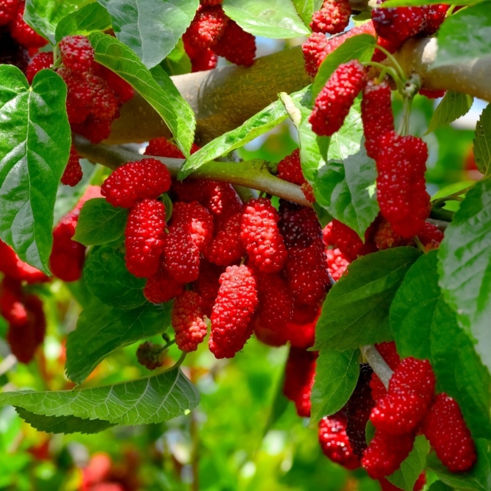 PIANTA DA FRUTTO GELSO ROSSO in vaso 20 età 2/3 anni