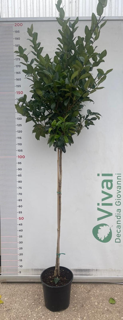 PIANTA DI LIGUSTRO TEXANUM ALBERELLO V. 24 CM 1/2 FUSTO (foto reale) LIGUSTRUM