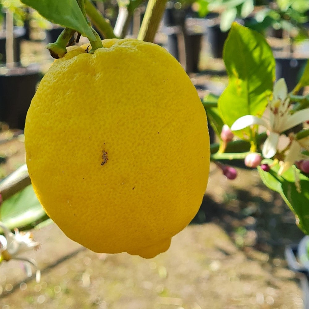 PIANTA DI LIMONE DOLCE in vaso 24- età 3/4 anni (foto reali)