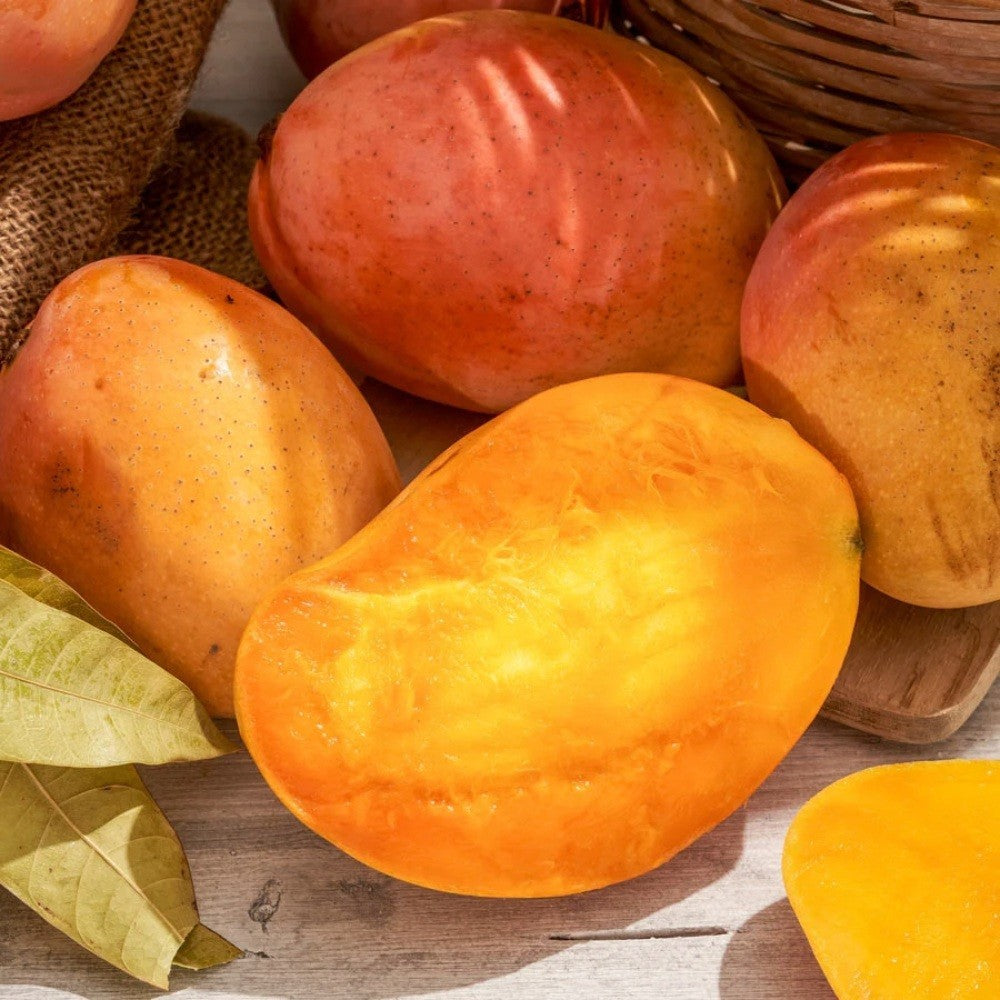 PIANTA DA FRUTTO TROPICALE MANGO KENSINGTON in vaso 20 età 2/3 anni (foto reali)