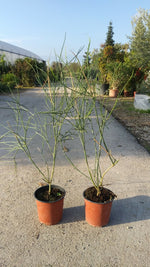 Carica immagine nel visualizzatore Galleria, PIANTA DI GINESTRA ODOROSA SPARTIUM JUNCEUM VASO CM 18  (foto reale) ALT. CM 40