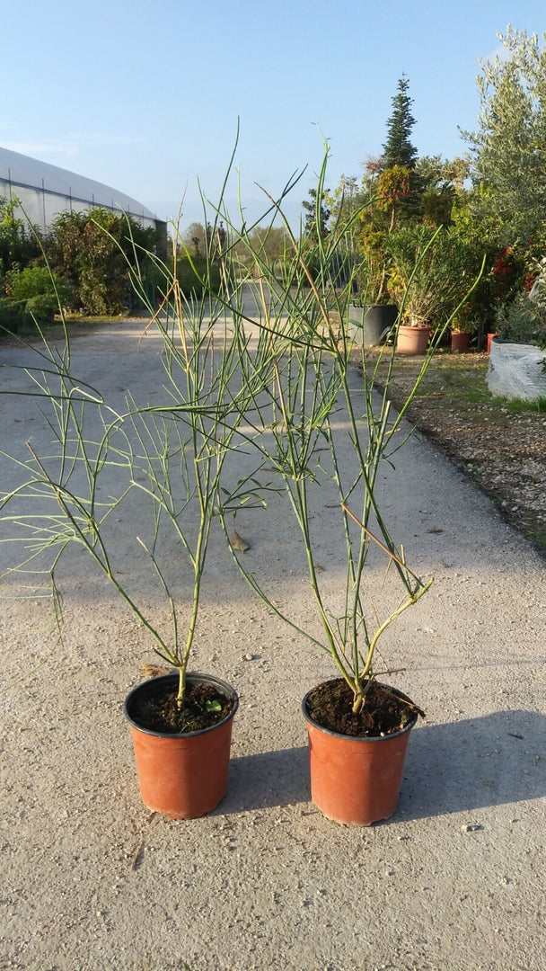 PIANTA DI GINESTRA ODOROSA SPARTIUM JUNCEUM VASO CM 18  (foto reale) ALT. CM 40