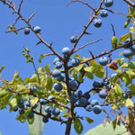 Carica immagine nel visualizzatore Galleria, PIANTA DI PRUNUS SPINOSA o PRUGNOLO SELVATICO ( foto reale)