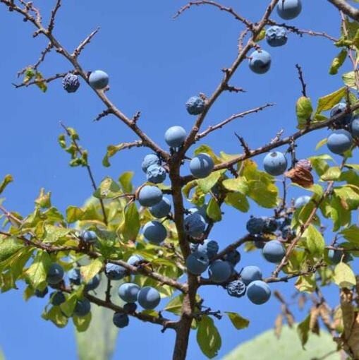 PIANTA DI PRUNUS SPINOSA o PRUGNOLO SELVATICO ( foto reale)