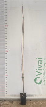 Carica immagine nel visualizzatore Galleria, PIANTA DI ACER ARGENTEO (foto reale) ACERO ARGENTATO IN VASO ALTEZZA 175/180 CM