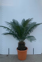 Carica immagine nel visualizzatore Galleria, PIANTA DI CYCAS CICAS  PALMA NANA VASO 22/24 CM  ALTEZZA 40/60 CM (foto reali)