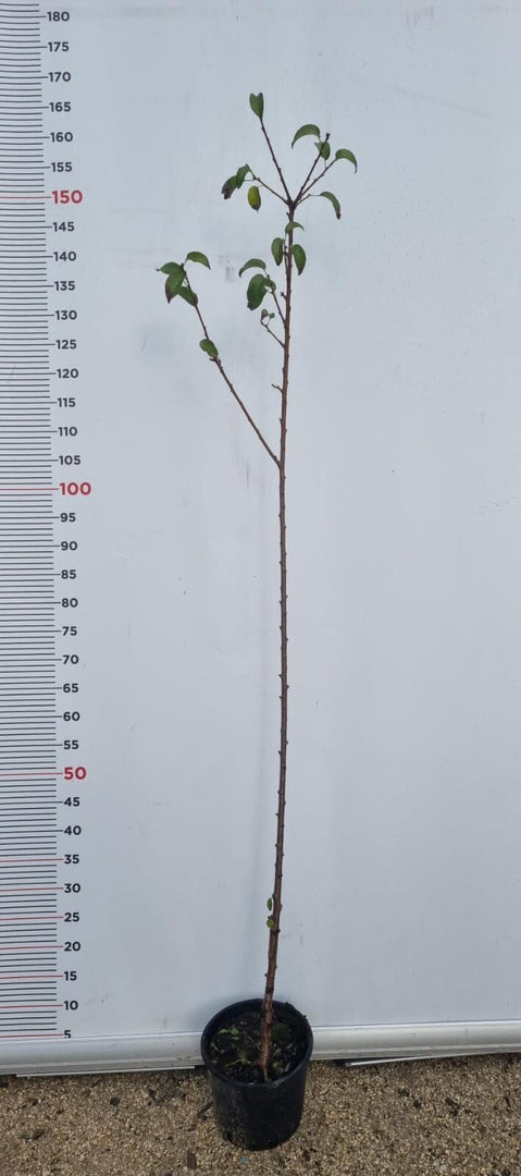 PIANTA DI PRUNUS MAHALEB IN VASO 18 CM (foto reale) CILIEGIO CANINO