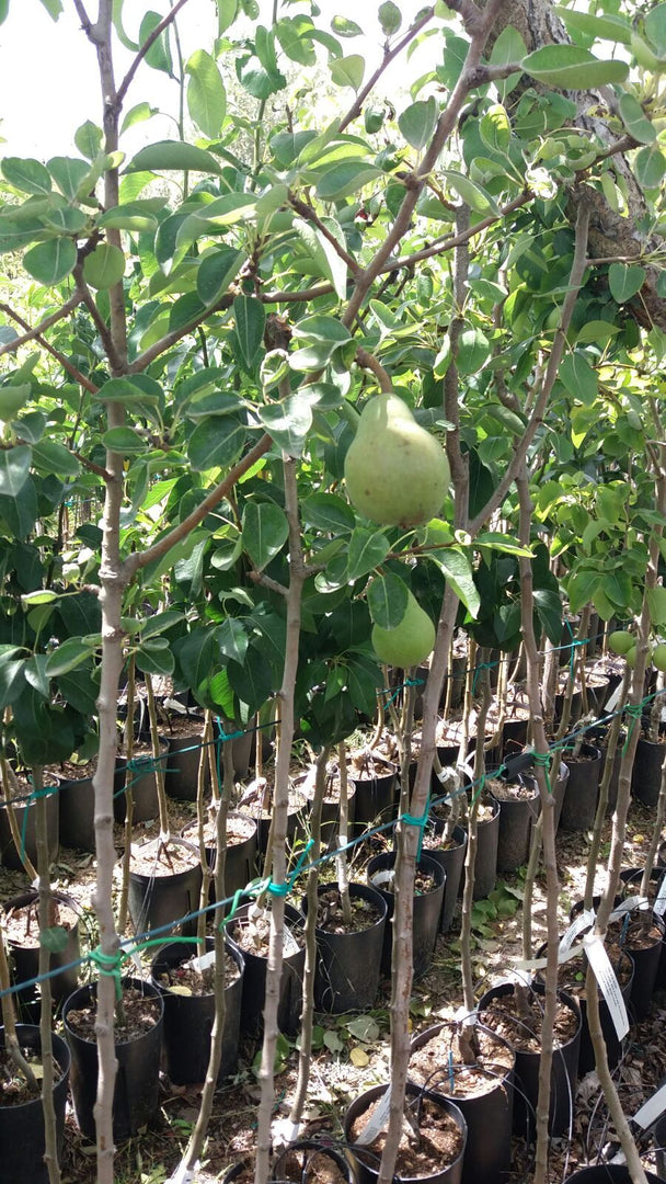 PIANTA DA FRUTTO PERO MOSCATELLA in vaso 20 età 2/3 anni (foto reali)