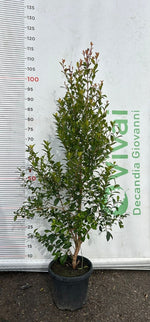 Carica immagine nel visualizzatore Galleria, 50 Piante di Eugenia V18 H 100/120 cm – Siepe Sempreverde – Siepi Giardino