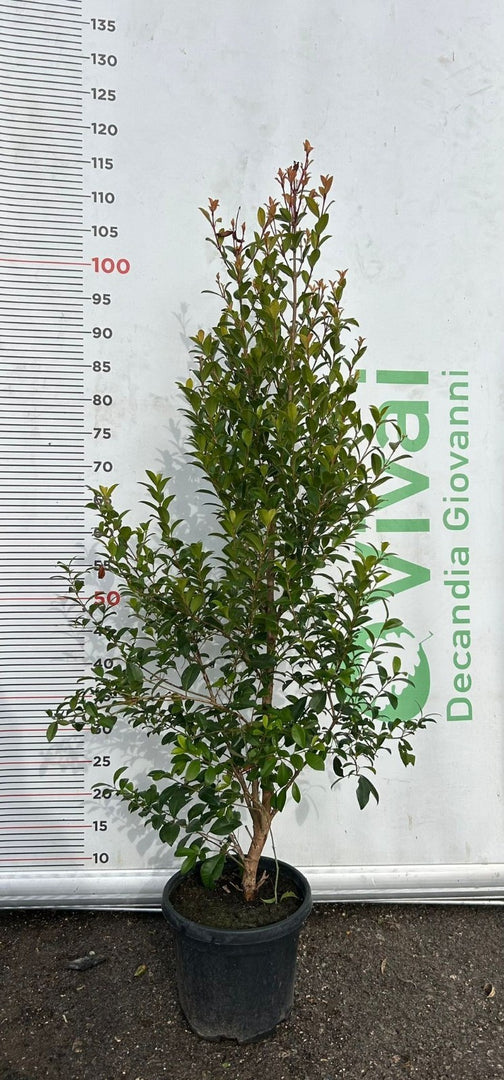 50 Piante di Eugenia V18 H 100/120 cm – Siepe Sempreverde – Siepi Giardino