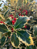 Carica immagine nel visualizzatore Galleria, PIANTA DI ILEX AQUIFOLIUM VARIEGATUM IN VASO CLT 15  (foto reali) AGRIFOGLIO