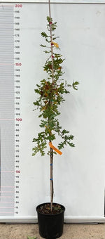 Carica immagine nel visualizzatore Galleria, PIANTE DI QUERCIA CERRO Q. CERRIS IN VASO 24 CM ALTEZZA 170 CM