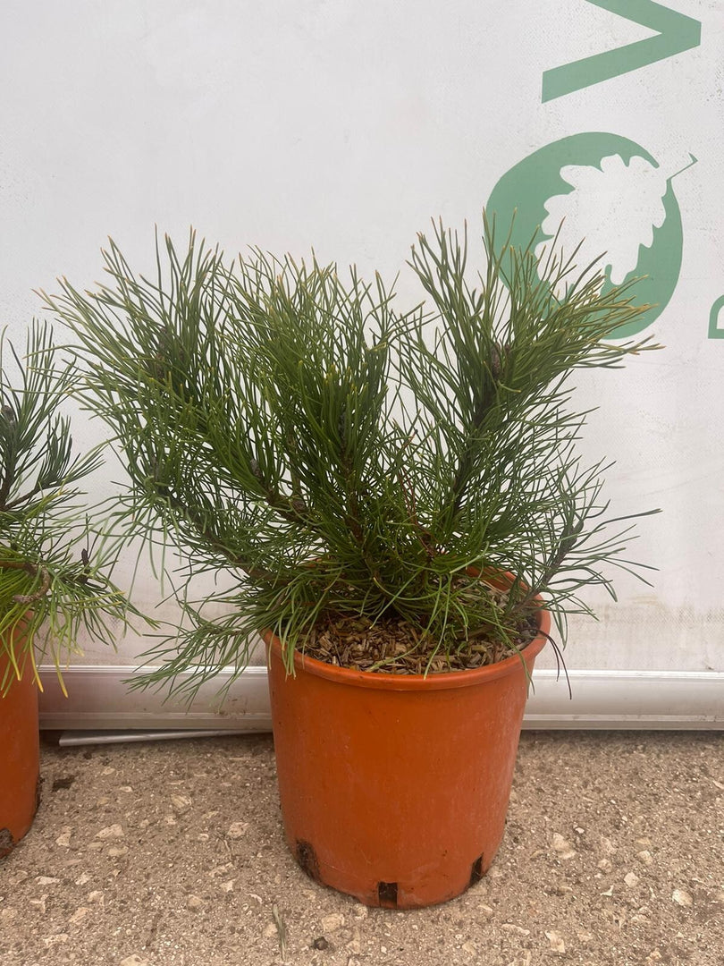 PIANTA DI PINUS MUGO VASO 18 CM CESPUGLIO  (foto reale) PINO MUGO